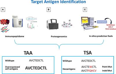 Peptide-based vaccine for cancer therapies